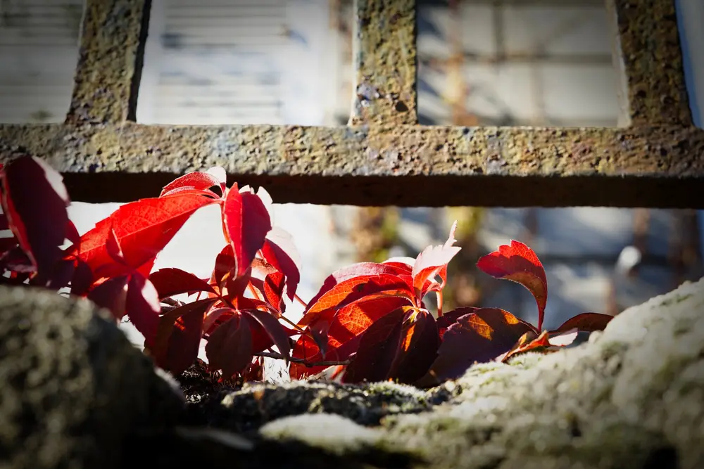 Feuilles rouges d'une vigne vierge sous un rebord de fenêtre en pierre